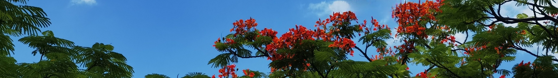 凤凰花开